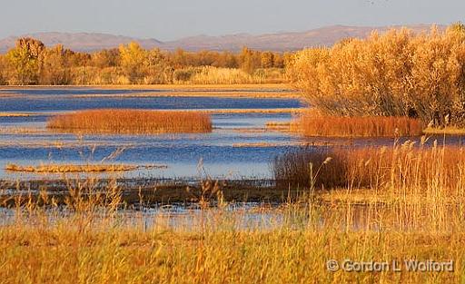 Bosque del Apache_72711.jpg - Photographed in the Bosque del Apache National Wildlife Refuge near San Antonio, New Mexico USA. 